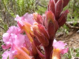 Harveya huttonii raceme with buds up top